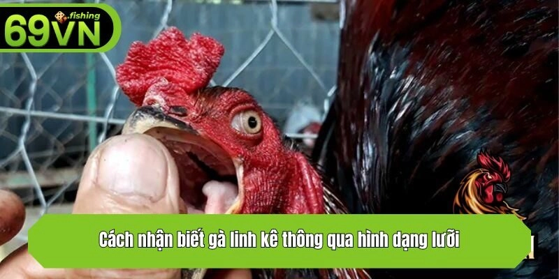 Cách nhận biết gà linh kê thông qua hình dạng lưỡi