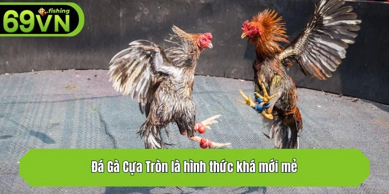 Đá Gà Cựa Tròn là hình thức khá mới mẻ