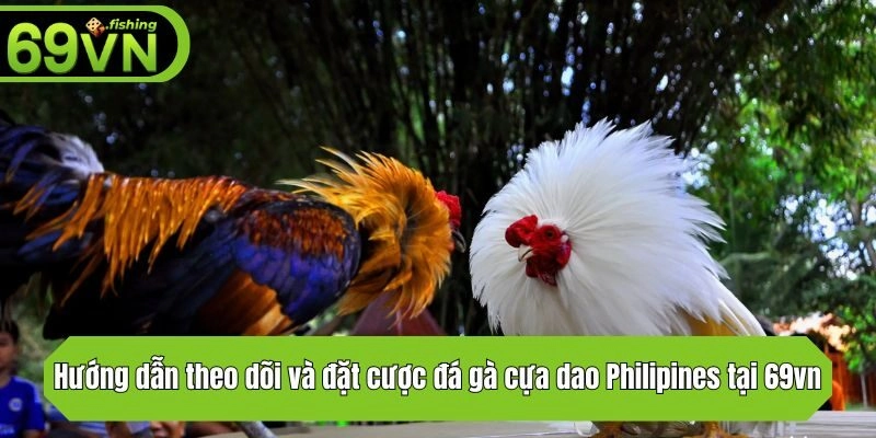 Hướng dẫn theo dõi và đặt cược đá gà cựa dao Philipines tại 69vn