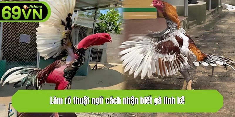 Làm rõ thuật ngữ cách nhận biết gà linh kê