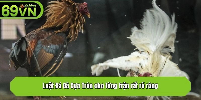 Luật Đá Gà Cựa Tròn cho từng trận rất rõ ràng