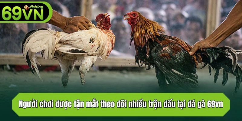 Người chơi được tận mắt theo dõi nhiều trận đấu tại đá gà 69vn