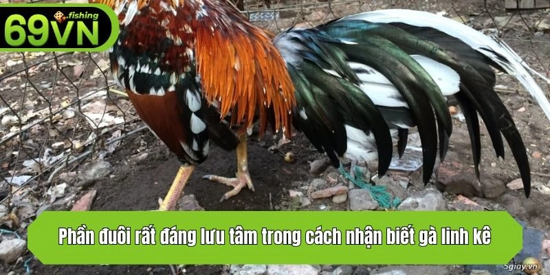 Phần đuôi rất đáng lưu tâm trong cách nhận biết gà linh kê